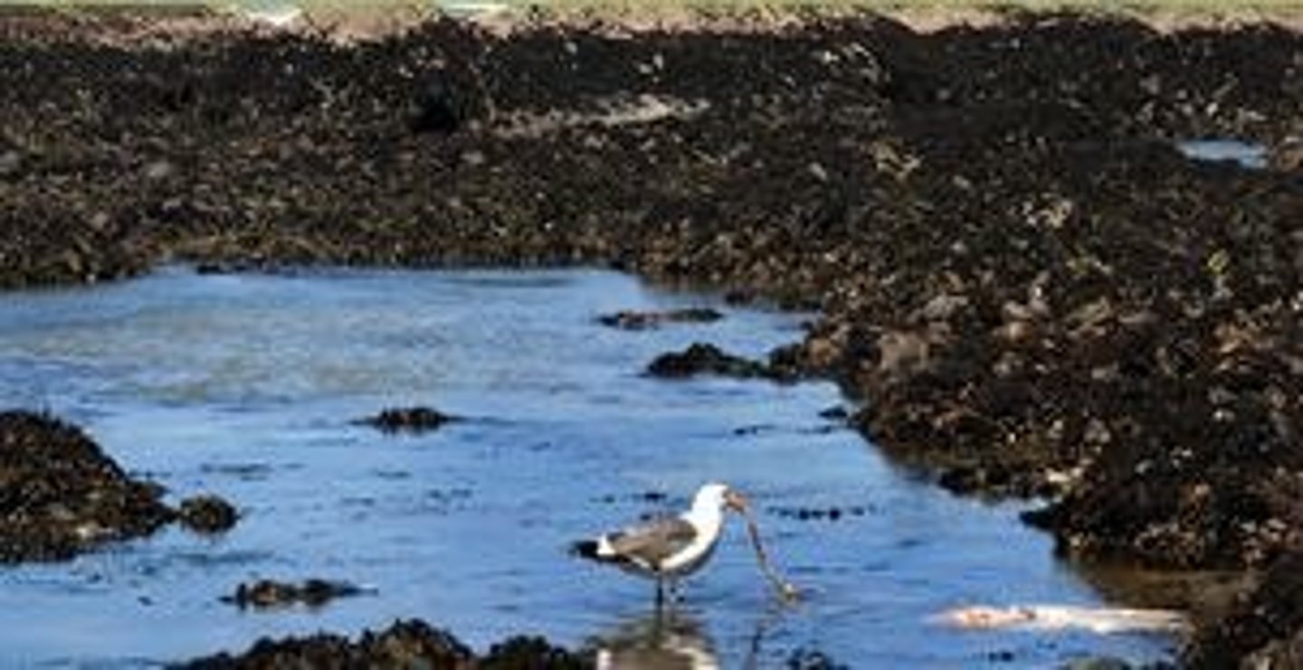 <p>a smaller area within a habitat that has specific conditions</p>