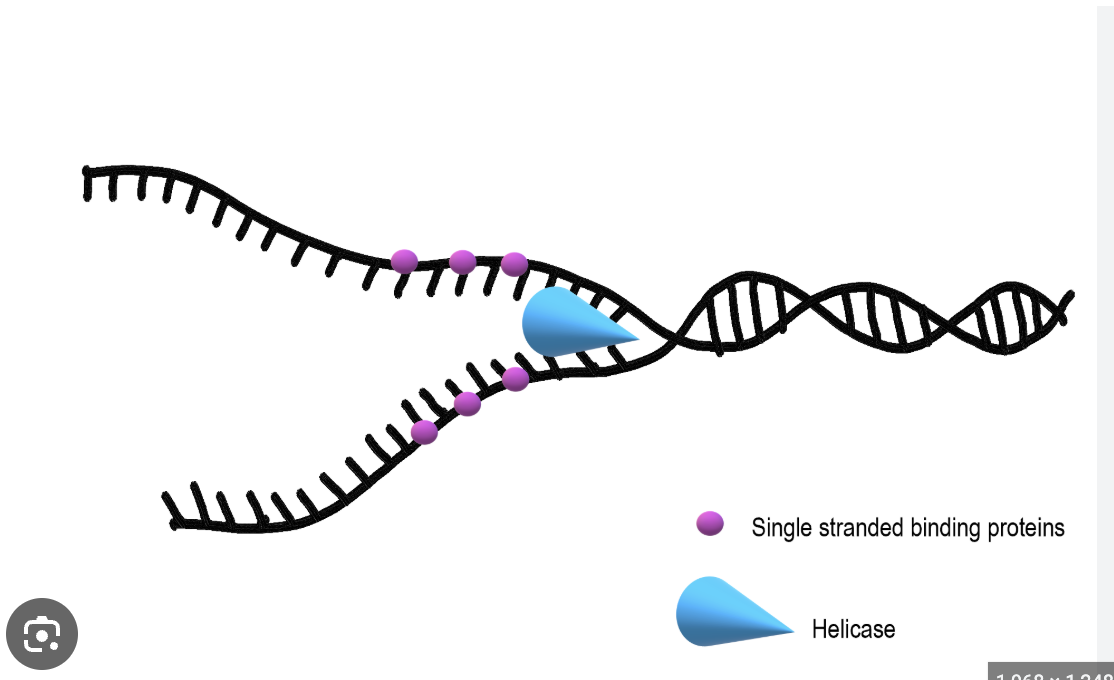 <p>DNA Helicase</p>