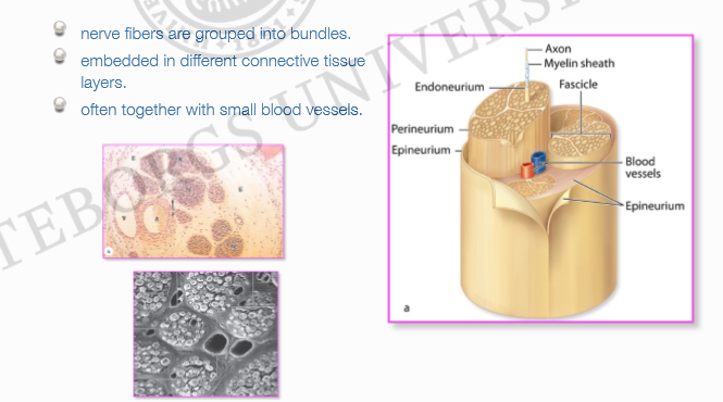 <ul><li><p>Nervfibrer grupperas i buntar </p></li><li><p>Inbäddade i olika lager av bindväv </p></li><li><p>Ofta tillsammans med små blodkärl.</p></li></ul><p></p>
