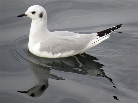 Partial eye ring, black head w/ white body or black ear spot, black bill, pink legs. Males and females similar.
