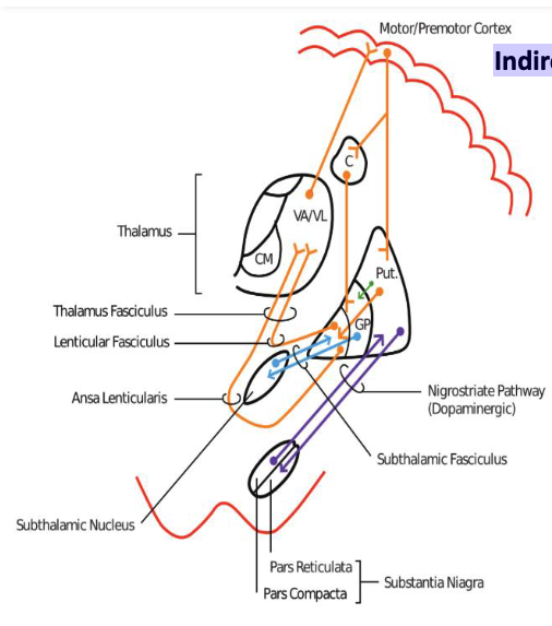 <ul><li><p>basal ganglia normally exert a constant <strong>inhibitory</strong> influence on thalamic regions that excite premotor and motor cortex</p><ul><li><p>prevent them from becoming active at inappropriate times. </p></li></ul></li><li><p>To initiate a movement, Direct Pathway removes brakes from thalamus releasing selected movements and behaviors from the cortex, so it stimulates appropriate movements.</p></li><li><p>The indirect pathway inhibits specific inappropriate movements and suppresses competing movements</p></li></ul><p></p>