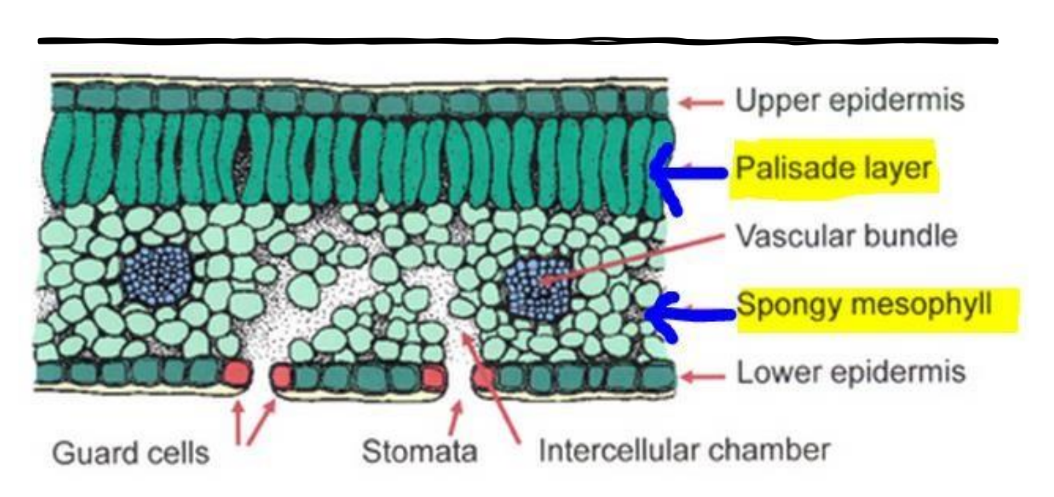 term image
