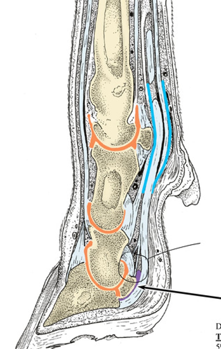 <p>Remember the structures in the bovine/ruminant foot. Engrain this image in your brain. What structures do ya see?</p>