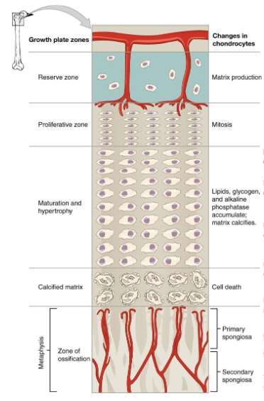 <p>Epiphyseal Plate Zones</p>