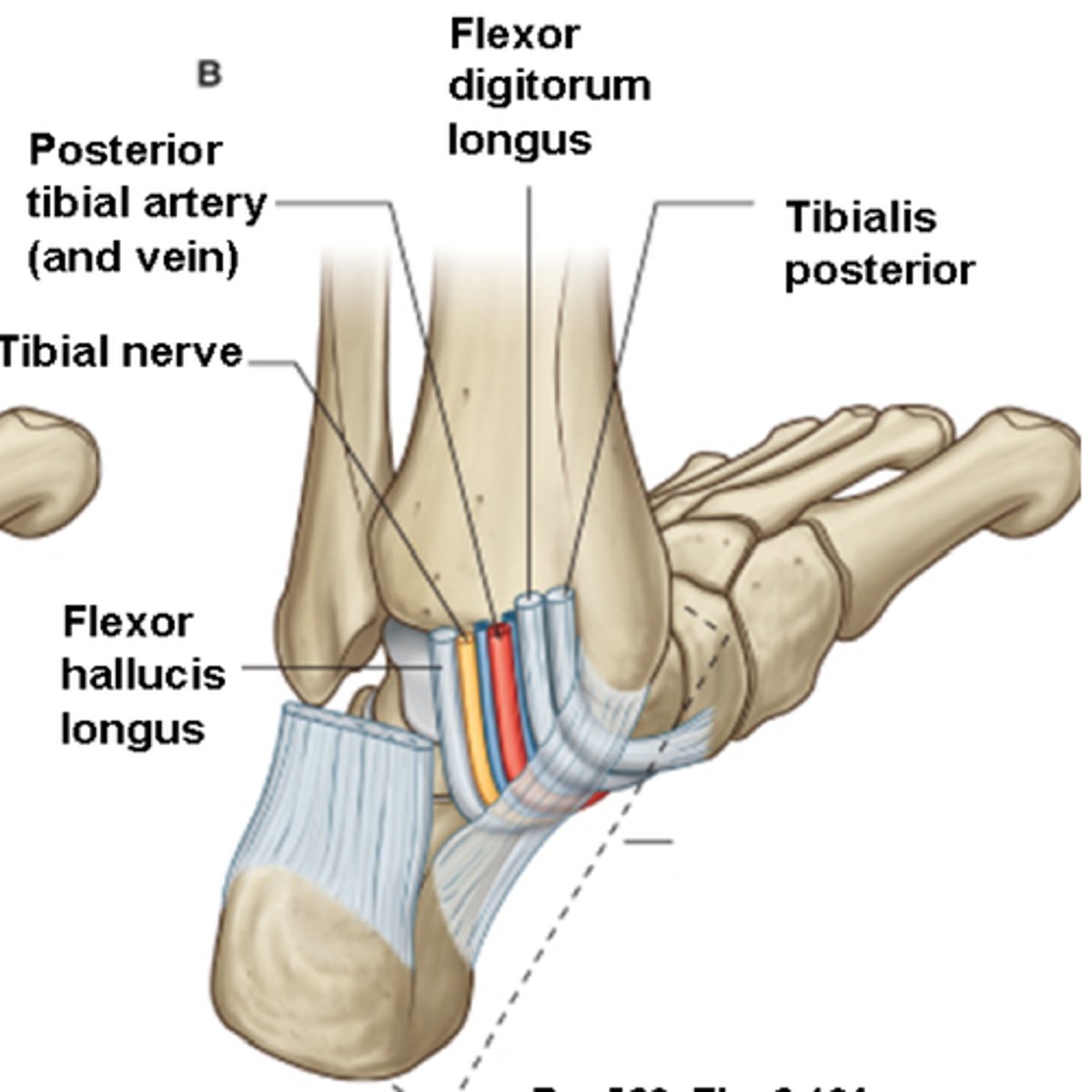 <p>Transtion zone. protects underlying structures.</p><p>Borders: medial malleolus. floor and the roof composed of the flexor retinaculum.</p><p>Contents: Tibialis posterior, flexor digitorum muscles, flexor hallucis longus, tibial nerve, artery, vein (TDAVNH)</p>