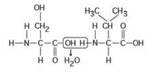 <p>The chemical reaction illustrated in the accompanying figure ________.</p><p>A) is a hydrolysis reaction</p><p>B) results in a peptide bond</p><p>C) joins two fatty acids together</p><p>D) links two polymers to form a monomer</p><p>E) joins two phospholipids in a bilayer</p>