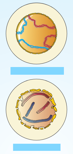 <p>Which stage of M-phase is this?</p>