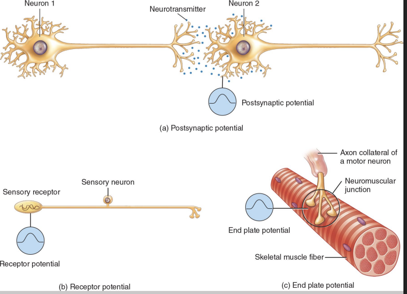 <ul><li><p>postsynaptic potential:</p><ul><li><p>first neuron is causing a graded potential in a second neuron </p></li></ul></li><li><p>receptor potential: </p><ul><li><p>neuron is acting as a receptor for sensory information in PNS </p></li></ul></li><li><p>endplate potential:</p><ul><li><p>potential is found on skeletal muscle (also excitable) </p></li></ul></li></ul><p></p>