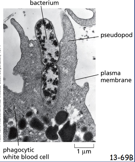 <p>Formation of large phagocytic vesicles by white blood cells such as macrophages and neutrophils to ingest microorganisms or dead cells </p><p>Pseudopod formation and extension are driven by actin polymerization and reorganization</p>