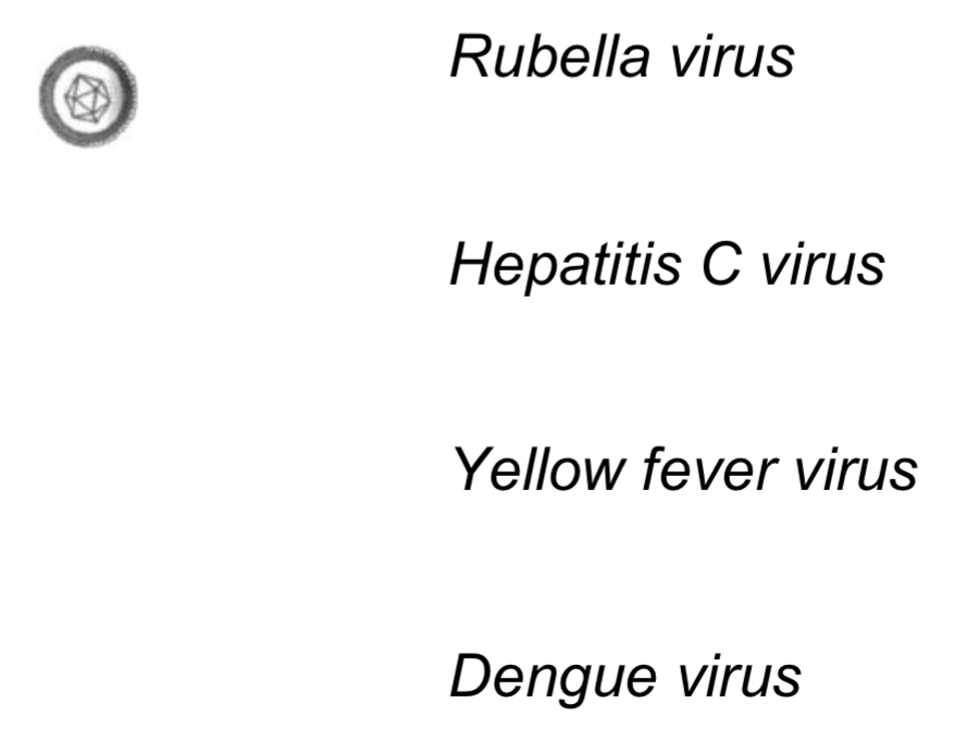 <p>-Icosahedral capsid</p><p>-40-80nm</p><p>-Envelope&nbsp;</p><p></p><p>Cause:</p><p>-Congenital abnormality (rubella virus)</p><p>-Acute and chronic hepatitis (hepatitis C virus)</p><p>-Yellow fever (yellow fever)</p><p>-Dengue hemorrhagic fever (dengue virus)</p><p>-Microcephaly (Zika virus)</p>