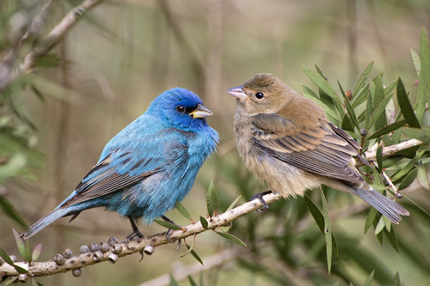 <p>Cardinalidae</p>
