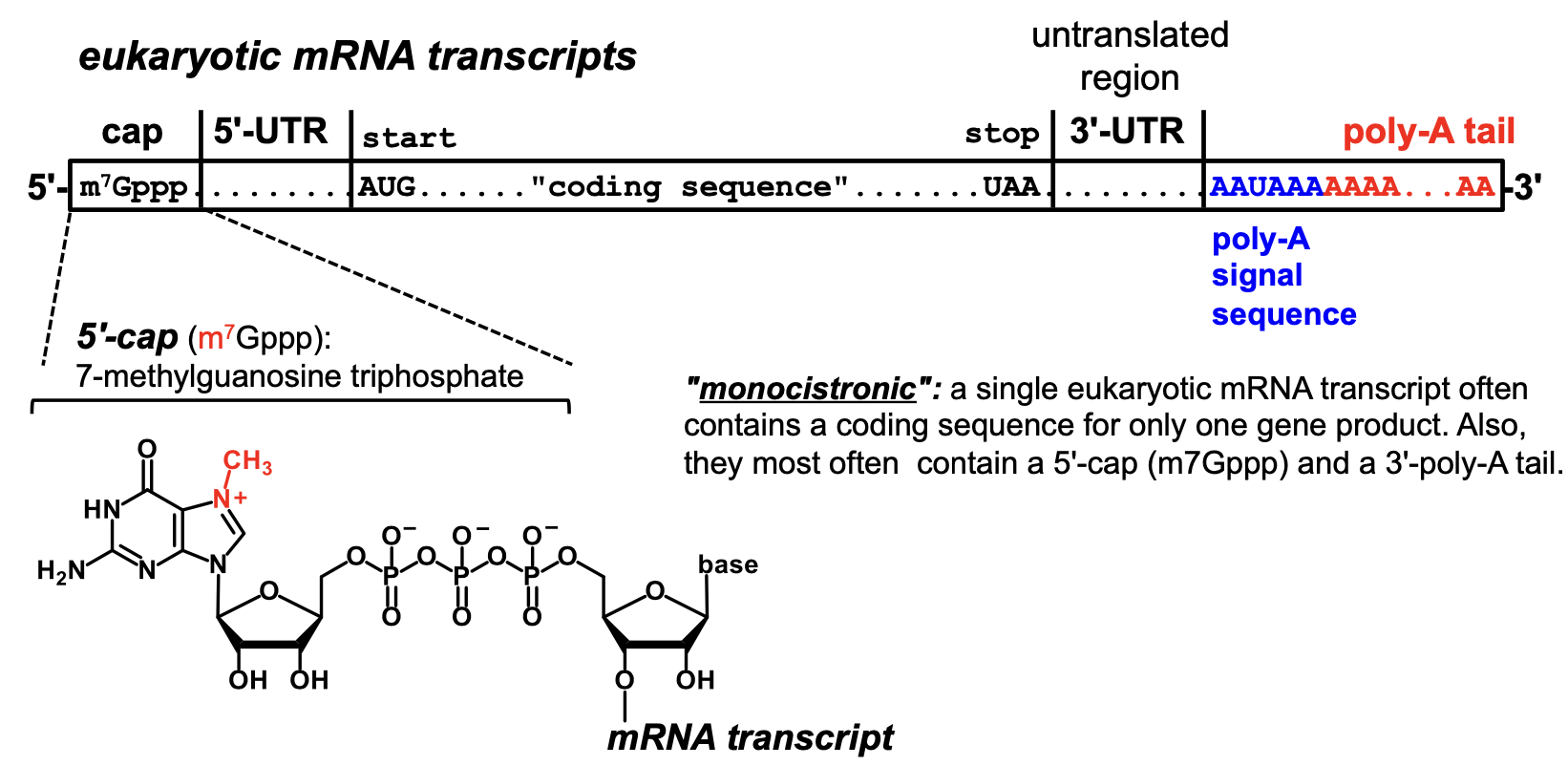 <p>monocistronic</p>