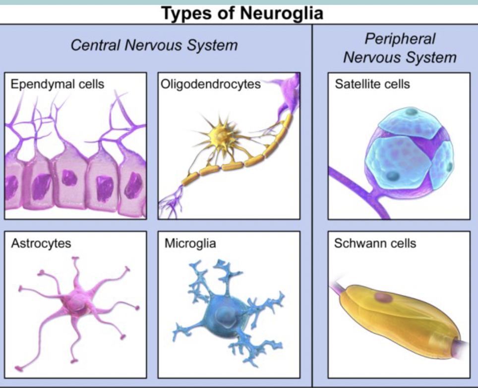 <ul><li><p>Ependymal cells (CNS)&nbsp;</p></li><li><p>Microglia (CNS)&nbsp;</p></li><li><p>Astrocytes (CNS)&nbsp;</p></li><li><p>Oligodendrocytes (CNS)&nbsp;</p></li></ul><p></p><ul><li><p>Satellite glial cells (PNS)&nbsp;</p></li><li><p>Schwann Cells (PNS)&nbsp;</p></li></ul><p></p>