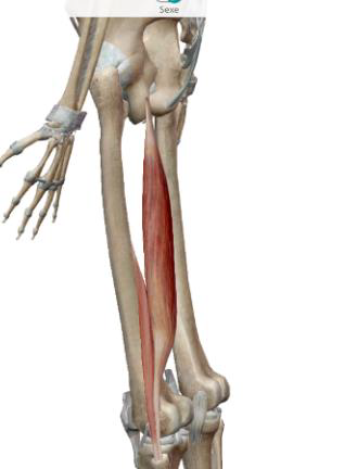 <p>Biceps fémoral</p>