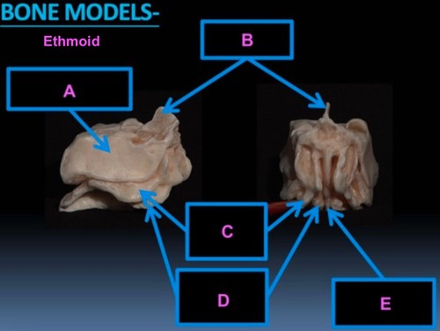 <p>C</p>