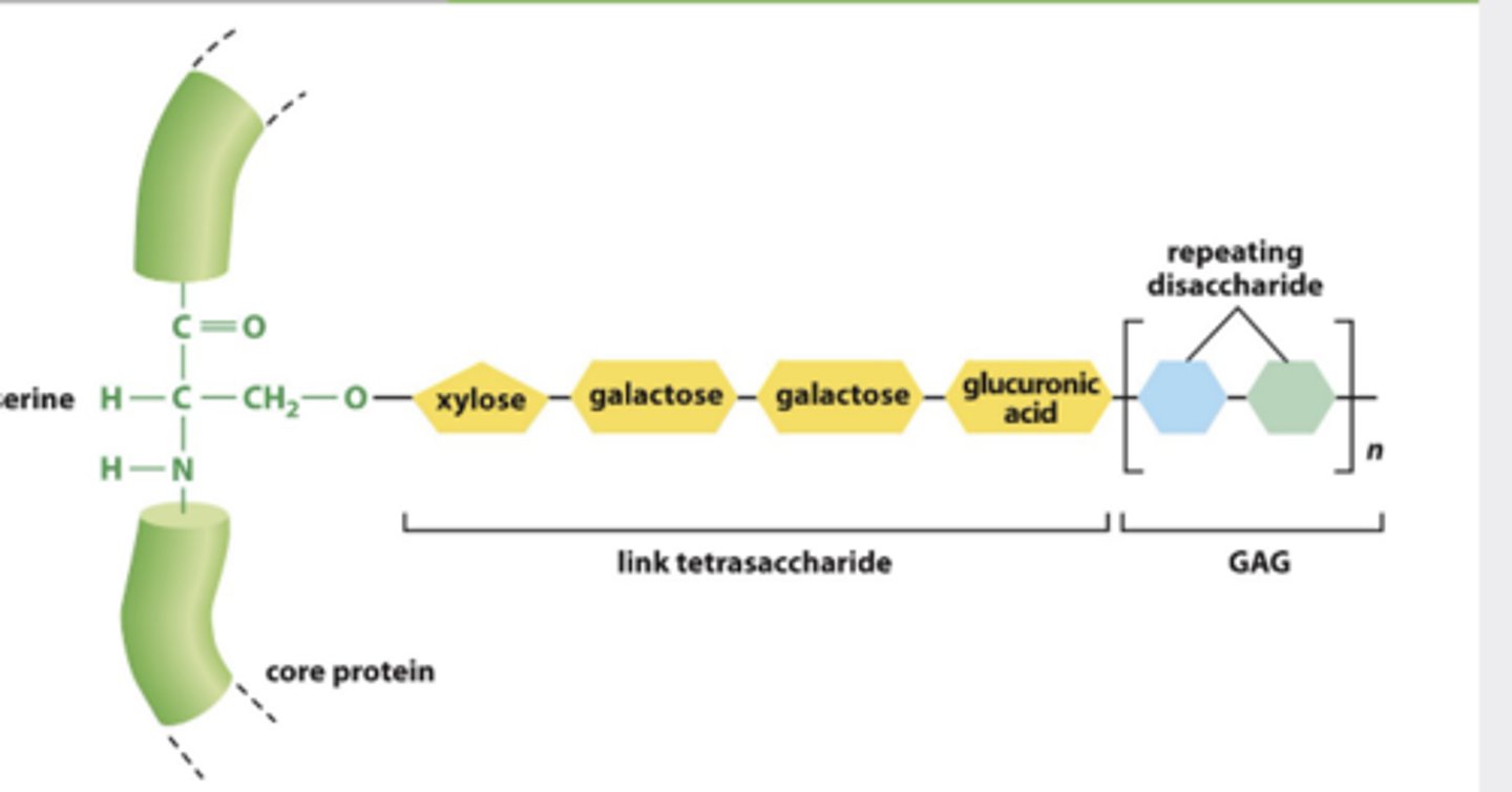 <p>protein that attaches to GAG</p><p>(directly or indirectly )</p>