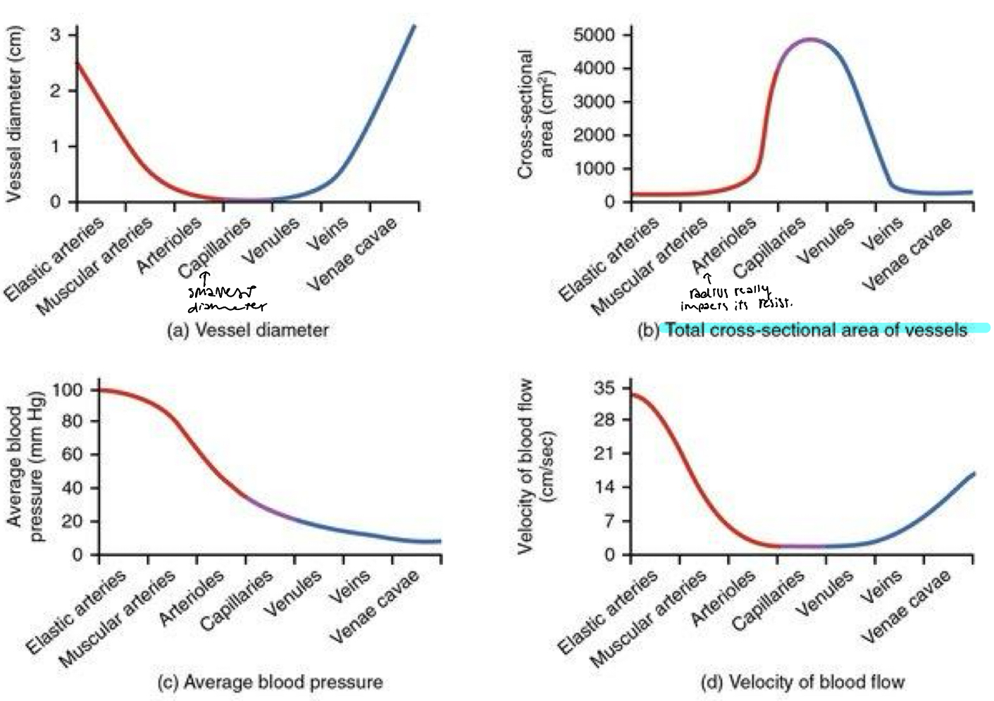 <p>distance a given fluid moves within a unit of time (cm/sec) distance/time or rate of blood flow</p><p>Inversely proportional to A </p><p>Directly proportional to Q</p><p>How fast</p><p>v = Q/A</p>