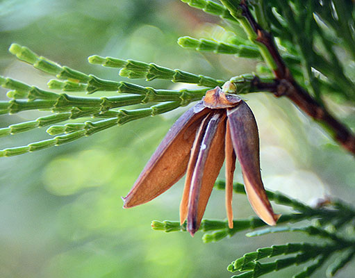 <p>Conifer (but not a true cedar). Stiff or narrowly columnar habit in youth. Branchlets flattebed terminating in dense, fan like sprays. Bark light or reddish-brown. Leaves in 4’s closely pressed forming a “fluted win glass” shape by each outside/lateral pair of leaves. Dark green thoughout year, aromatic when crushed. Female cones 2-2.5cm long composed of 6 flattened and pointed scales resembling duck beaks. Native Range from Western OR to NV, south to California.</p>