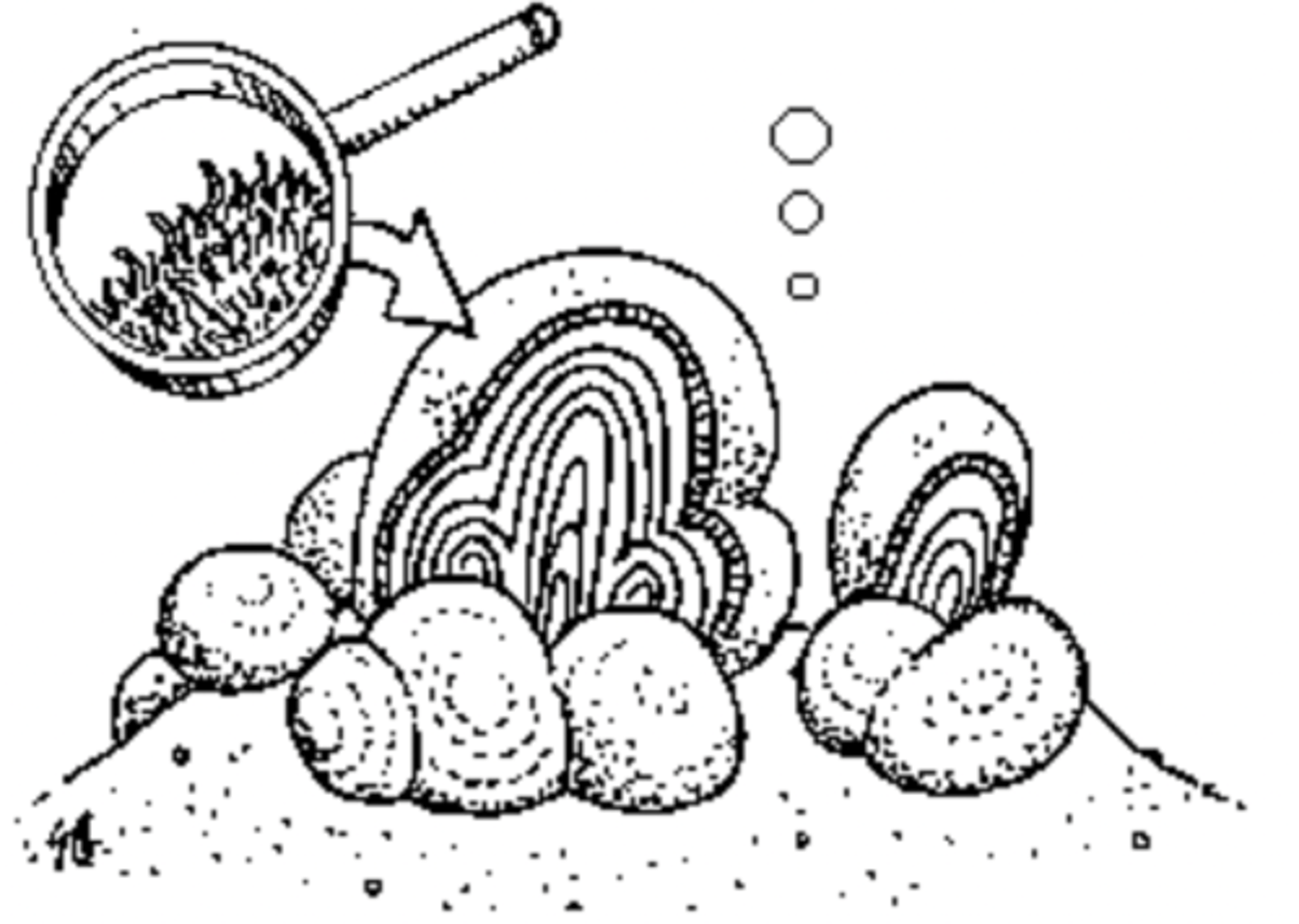<p>stromatolites</p>