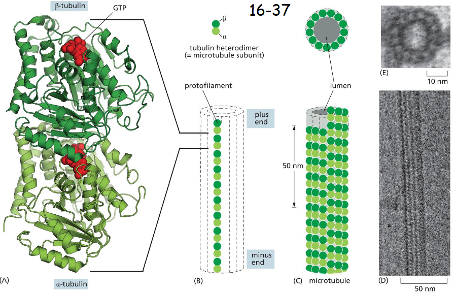 <p>13 Protofilaments</p><p>the subunit is a tubulin heterodimer </p><p>GTP with B-tubulin is embedded deep or tightly. Either GTP or GDP can be associated with B-tubulin. GTP-tubulin tends to polymerize.</p><p>B is at the plus end and alpha is at the minus end. The plus ends grow and shrink more rapidly (B).</p><p>The interface between dimer is much like the one between alpha-beta interface plus lateral alpha-alpha and beta-beta contacts (C)</p>