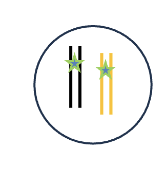 <p>DNA replication (S phase) </p><p>HOW MANY DNA molecules </p><p>HOW MANY Homologous pairs </p><p>HOW MANY Chromatid</p><p>HOW MANY Sister chromatids </p>