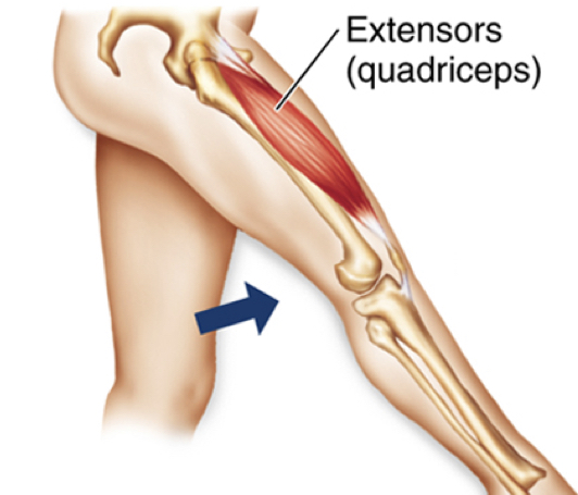 <p>muscles INCREASE the angle btwn two bones at a joint</p>