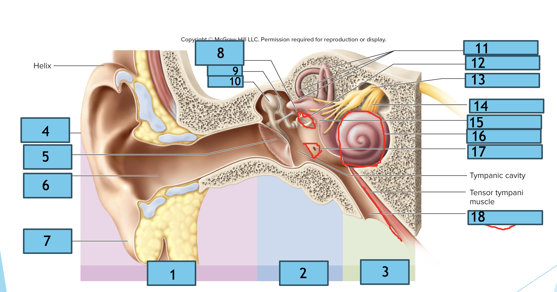 <p>2 — general section of ear</p>