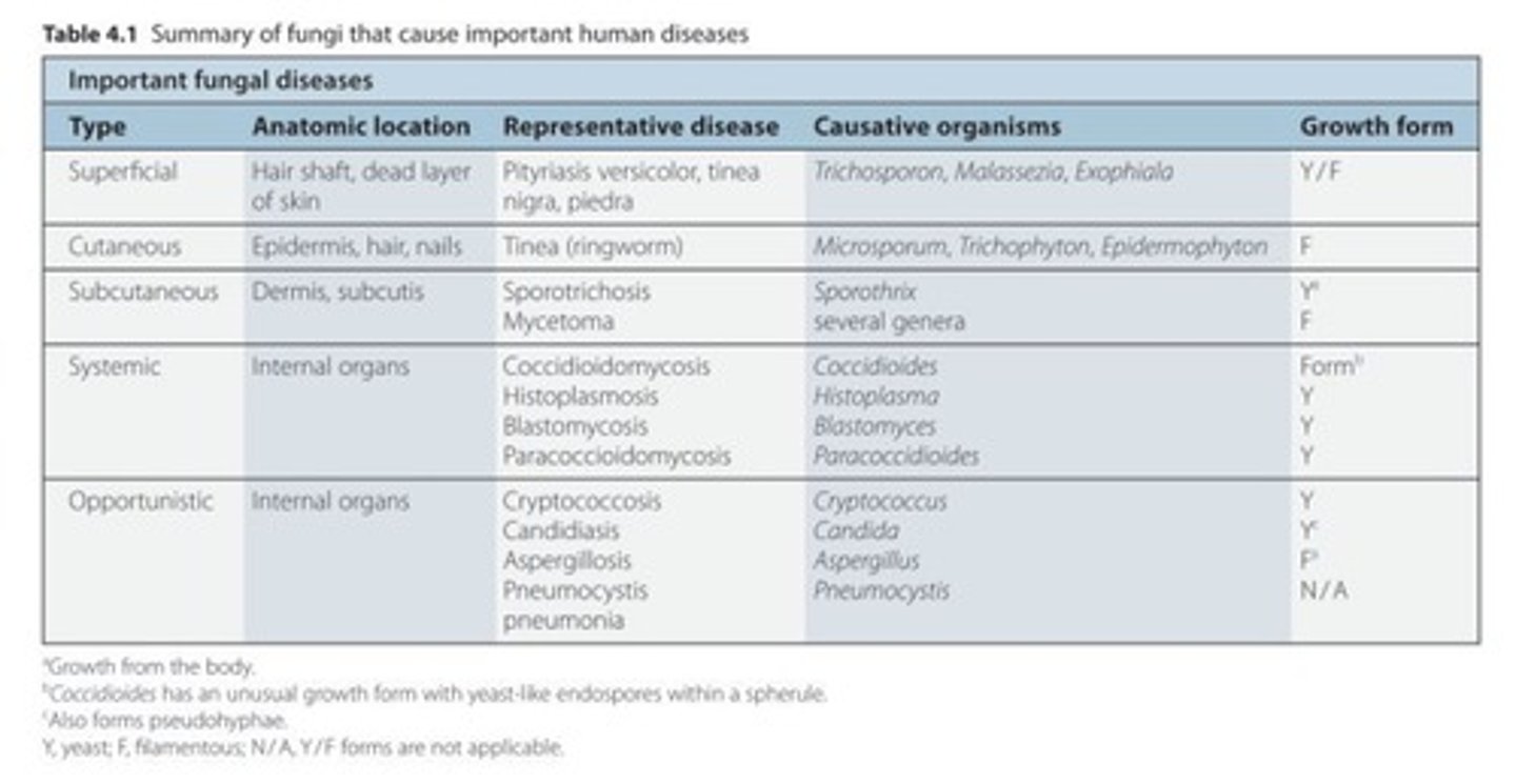 <p>affects internal organs</p>