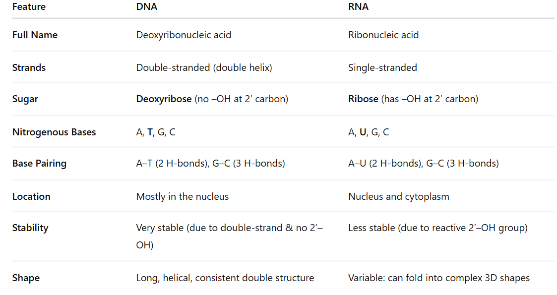 <p><strong>DNA – Long-term Information Storage</strong> </p><ul><li><p><strong>Double helix</strong>: Protects genetic code from damage</p></li><li><p><strong>Complementary base pairing</strong>: Enables accurate <strong>replication</strong></p></li><li><p><strong>Deoxyribose</strong>: Lacks 2′ OH, making it <strong>chemically stable</strong>, ideal for <strong>long-term storage</strong></p></li><li><p><strong>Strandedness</strong>: The two strands act as <strong>templates for replication</strong> and <strong>error correction</strong></p></li></ul><p> <strong>RNA – Short-term Information Transfer &amp; Functional Roles</strong> </p><ul><li><p><strong>Single-stranded</strong>: Allows folding into complex <strong>3D shapes</strong> for <strong>catalysis</strong> (e.g., ribozymes), binding, and regulation</p></li><li><p><strong>Ribose sugar with 2′ OH</strong>: Increases <strong>reactivity</strong>—suited for <strong>temporary tasks</strong></p></li><li><p><strong>Uracil instead of thymine</strong>: Slightly cheaper for the cell to produce and sufficient for RNA’s temporary role</p></li><li><p><strong>Different forms of RNA</strong>:</p><ul><li><p><strong>mRNA</strong>: Carries genetic info to ribosome</p></li><li><p><strong>tRNA</strong>: Brings amino acids during translation</p></li><li><p><strong>rRNA</strong>: Catalyzes protein synthesis in ribosomes</p></li><li><p><strong>Other small RNAs</strong>: Regulate gene expression</p></li></ul></li></ul><p></p>