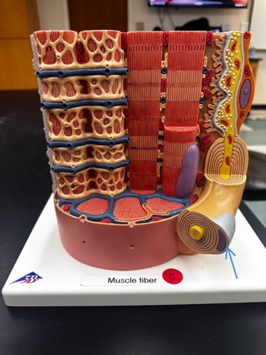 <p>Outermost layer of Schwann Cell</p>