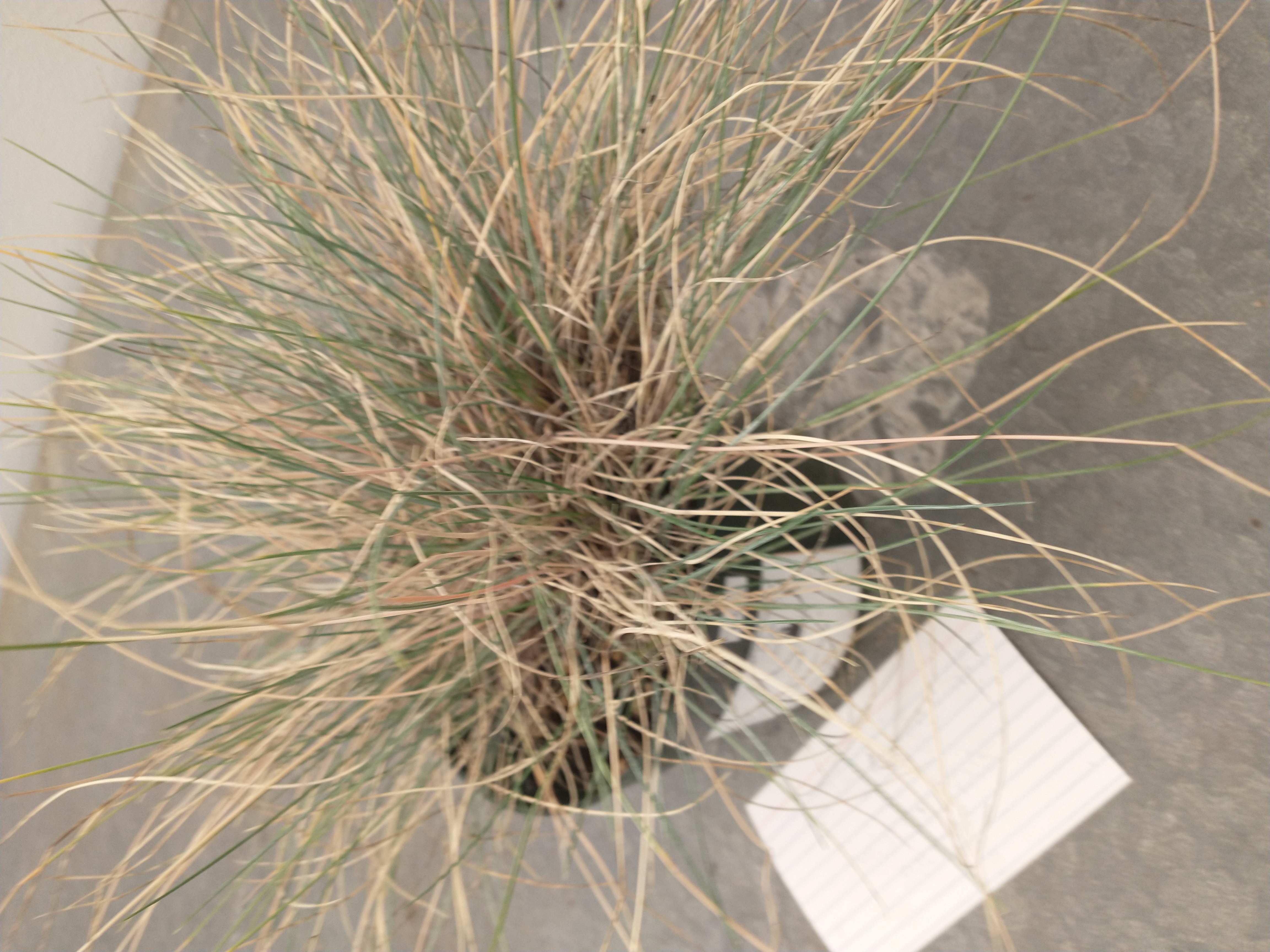 <p>Siskiyou blue fescue</p>