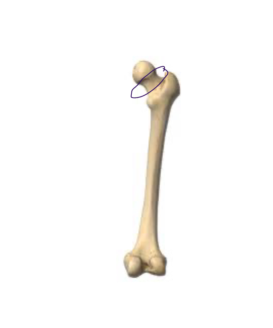 <p>Connects head to femur </p>