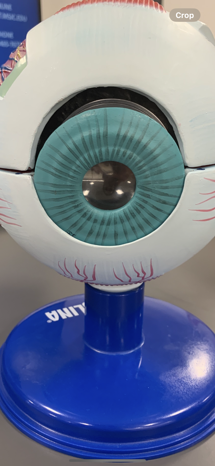 <p>First clear lens infront </p>