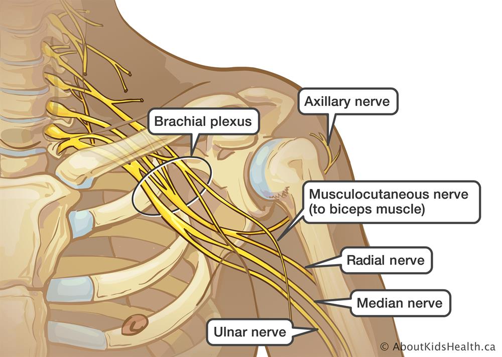 <p>Network of Interweaving Anterior Rami</p><ul><li><p>4 Main Plexuses Occurring Bilaterally</p><ul><li><p>Cervical, Brachial, Lumbar, Sacral</p></li></ul></li></ul>