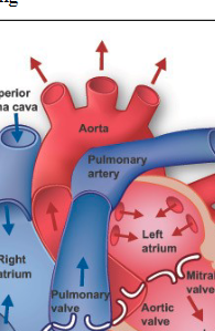 <p>artery that carries blood from heart to rest of body</p>