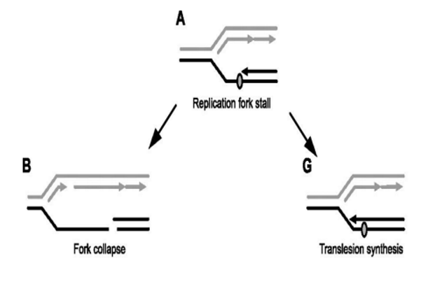 <p><strong>Translesion </strong>polymerase </p><ul><li><p>only inserts 1 - 2 bases</p></li><li><p>lacks proofreading ability → no endonuclease activity </p></li><li><p>error prone → often inserts wrong base causing mutation</p></li></ul><p></p>