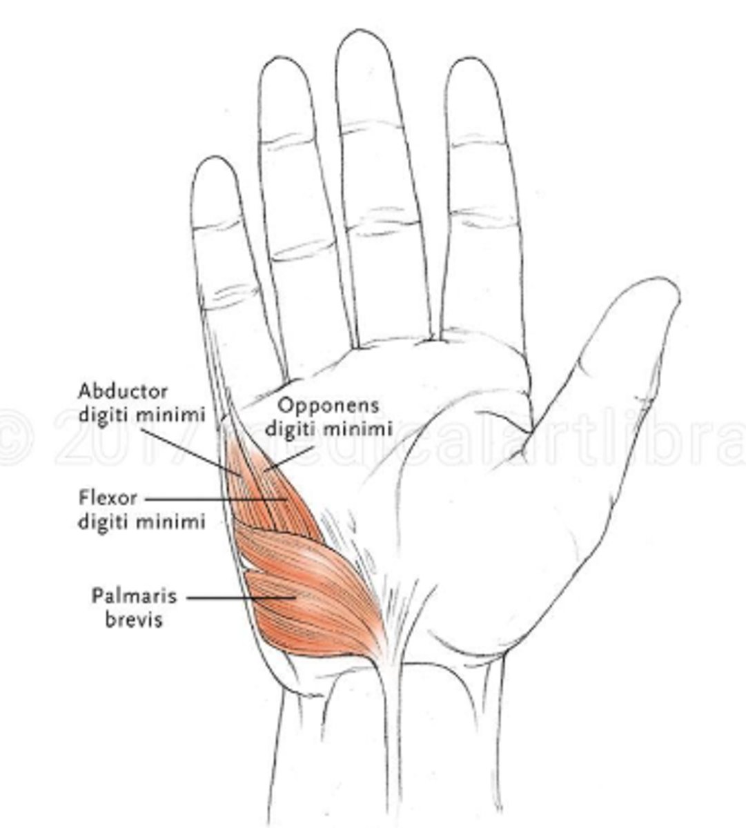 <p>- m. flexor digiti minimi</p><p>- m. opponens digiti minimi</p><p>- m. abductor digiti minimi</p><p>- m. palmaris brevis!!</p>
