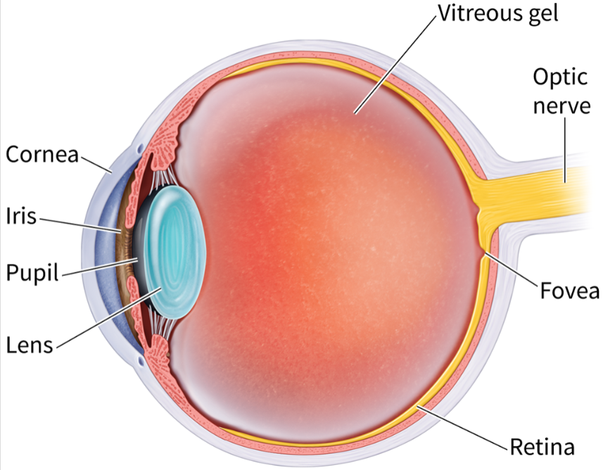 <p><span>major structures of the eye</span></p>