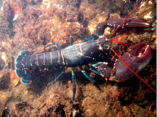 <p>What type of symmetry is this?</p>