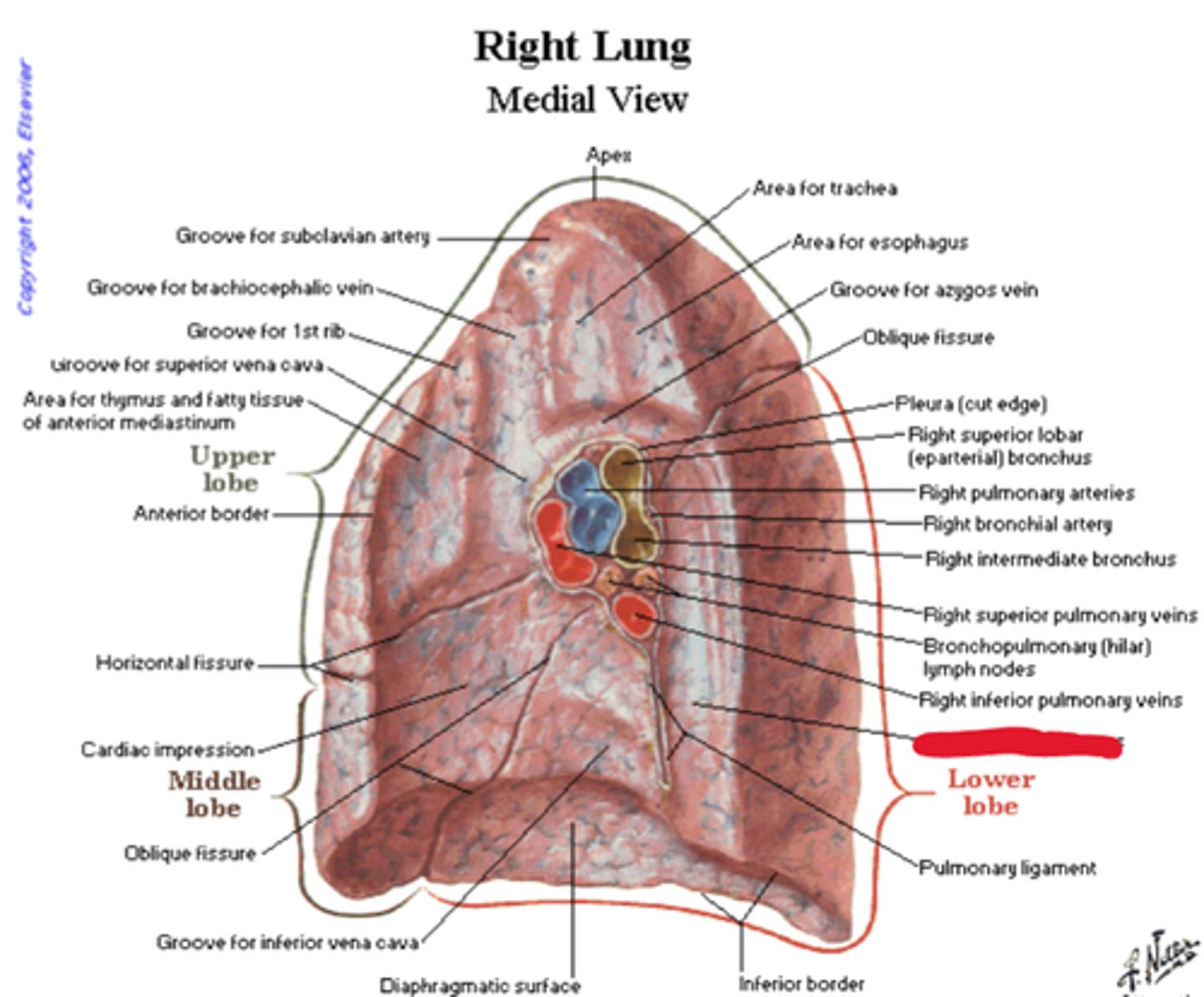 knowt flashcard image