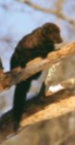 <p>Fisher</p>