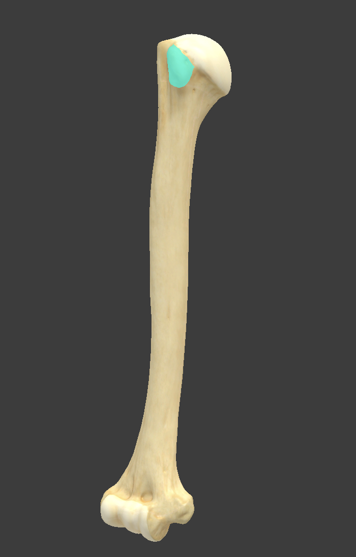 <p>Name and bone </p>