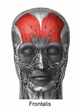 <p>Insertion: skin of eyebrow and root of nose</p><p><span style="color: var(--color-neutral-black)">Origin: hairline at galea aponeuritica </span></p>