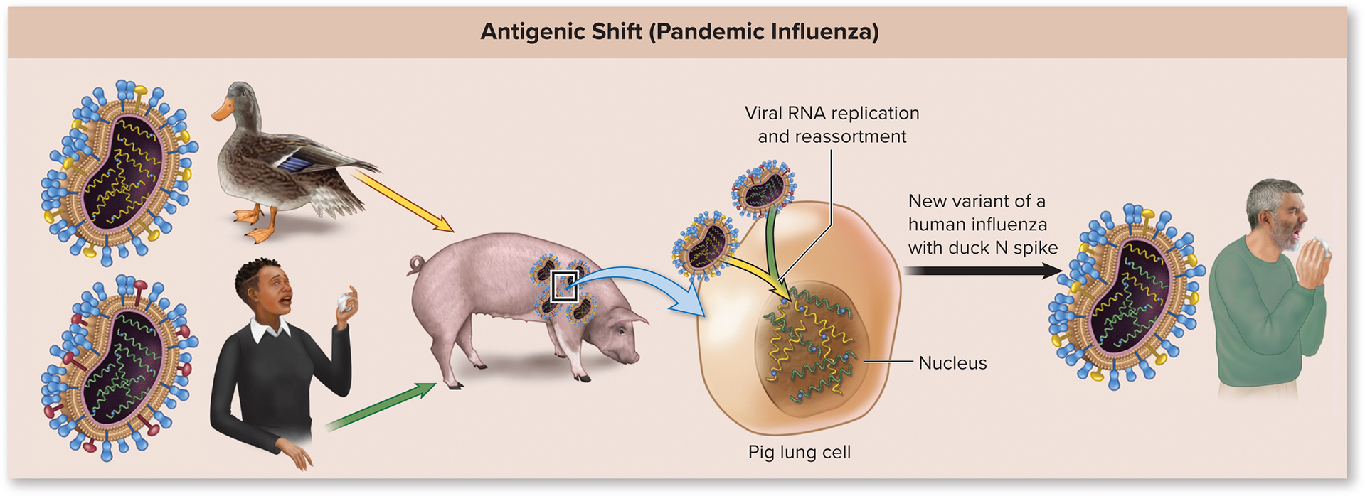 <p>Influenza mutation where a gene/RNA strand of the virus is substituted with a gene/RNA strand from another influenza virus from a different host (Big change)</p>