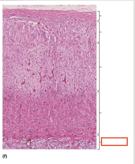 <p>What structure is highlighted?</p>