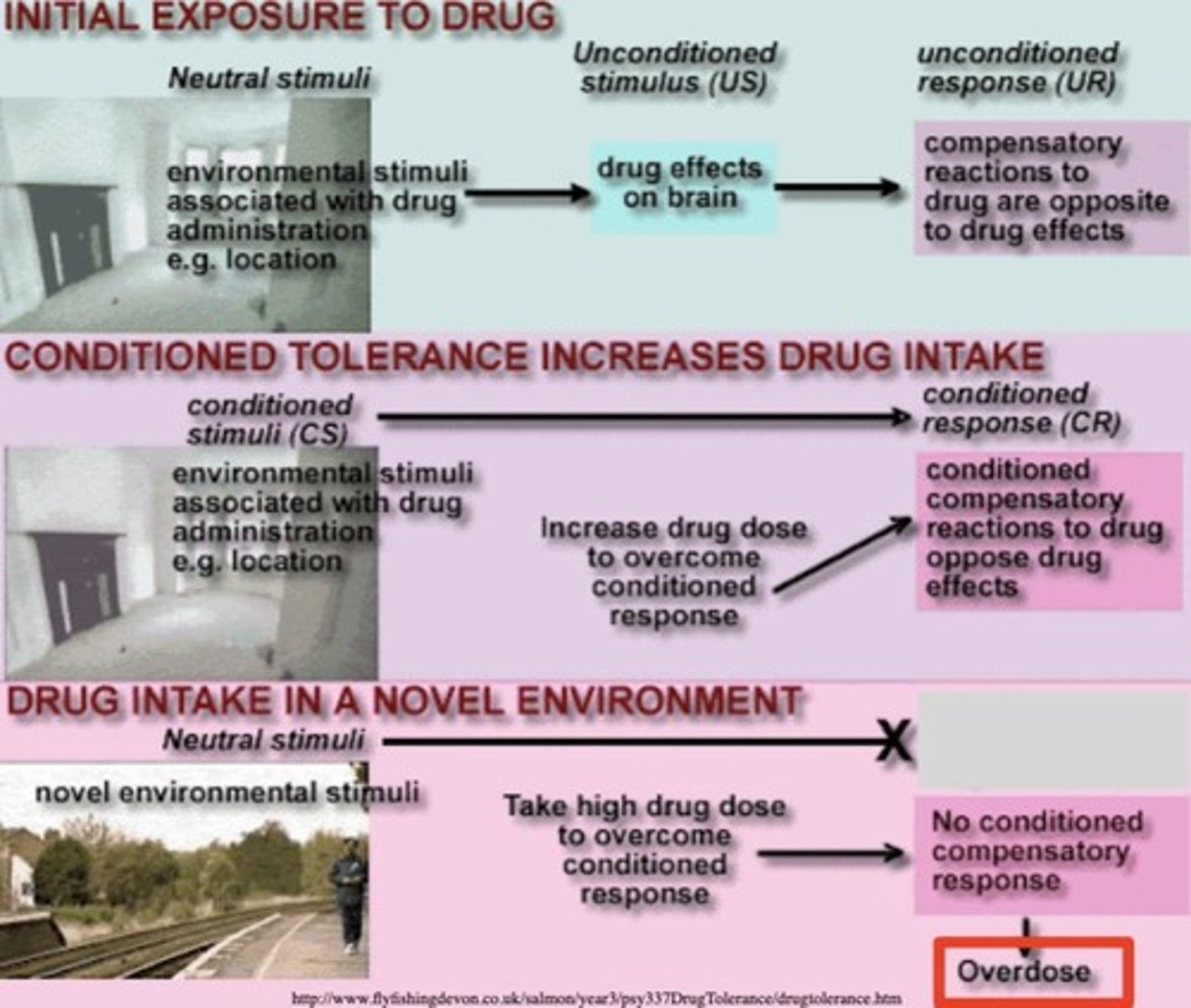 <p>A study demonstrating conditioned fear, where a baby learned to associate a rat with a loud sound, resulting in fear of the rat.</p>