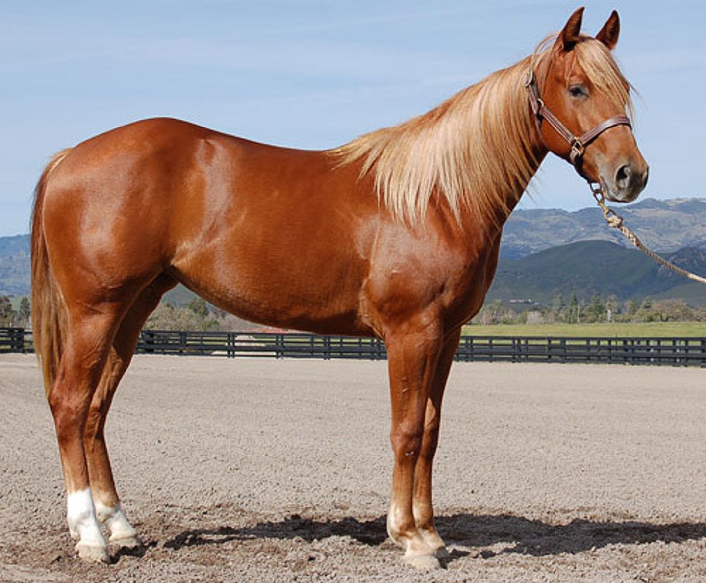 <p>red/copper red, mane and tail will be flaxen</p>