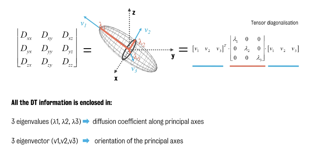 <p>What do eigenvalues represent?</p>