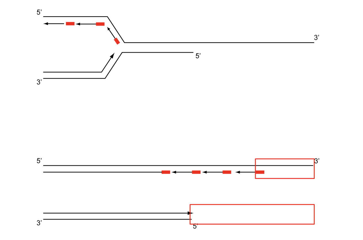 <ul><li><p>mechanism of co-ordinated leading and lagging strand synthesis</p></li><li><p>leads to<strong> loss&nbsp;</strong>&nbsp;of DNA at the linear ends of the chromosomes→ telomers</p><ul><li><p>shorted after each cycle</p></li></ul></li></ul><p></p>