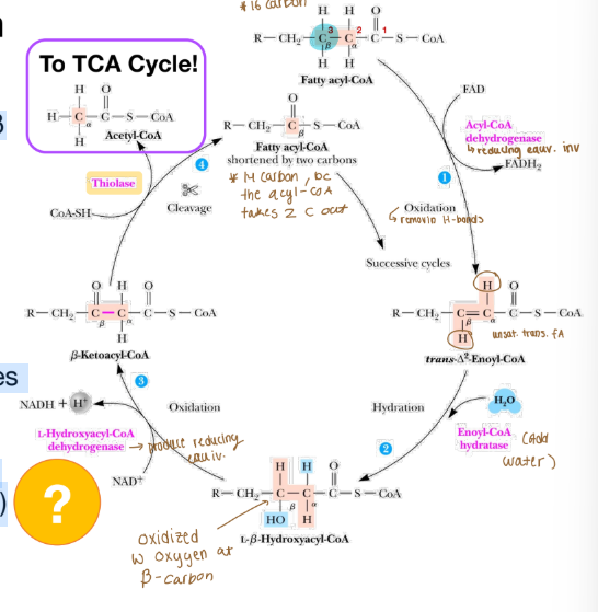 <p>Beta oxidation</p>